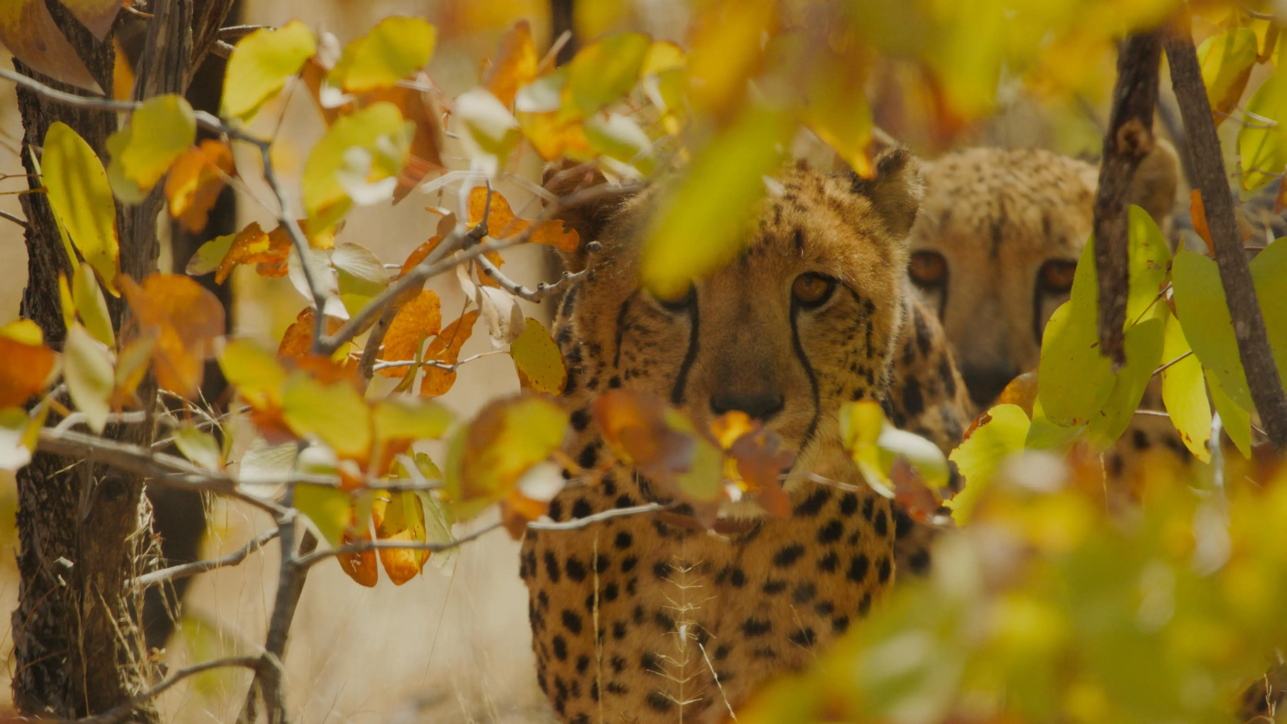 SA cheetahs moved to Zambia as conservationists warn of ‘silent crisis’